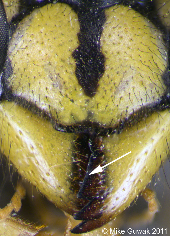 Unterscheidung Vespula germanica & Vespula vulgaris #22403