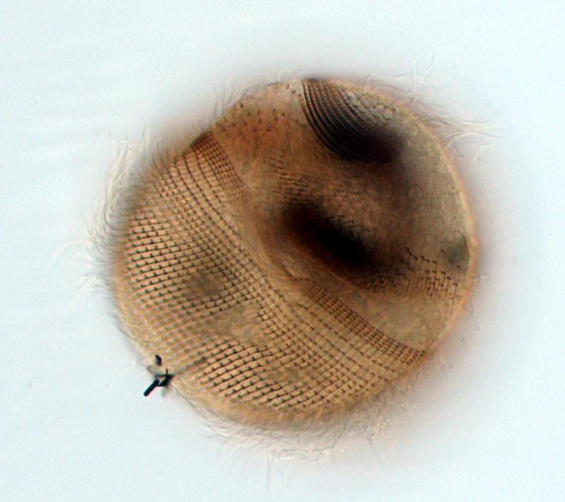 Urocentrum turbo #39250