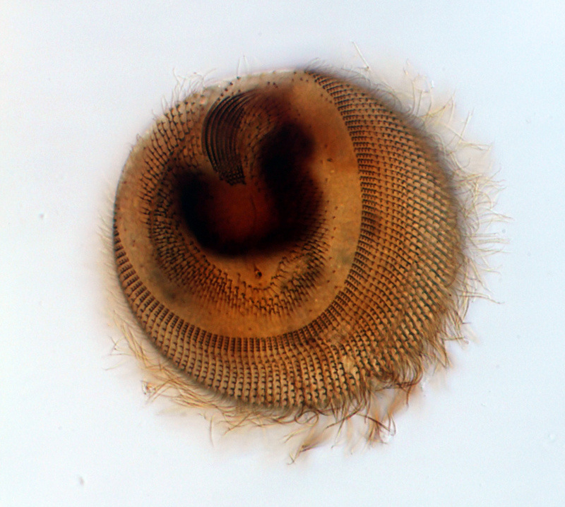 Urocentrum turbo #39248