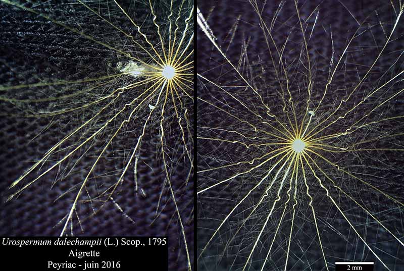 Urospermum dalechampii (L.) Scop., 1795 #45653
