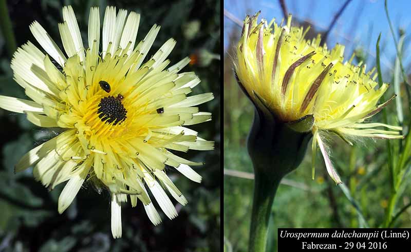 Urospermum dalechampii (L.) Scop., 1795 #45640