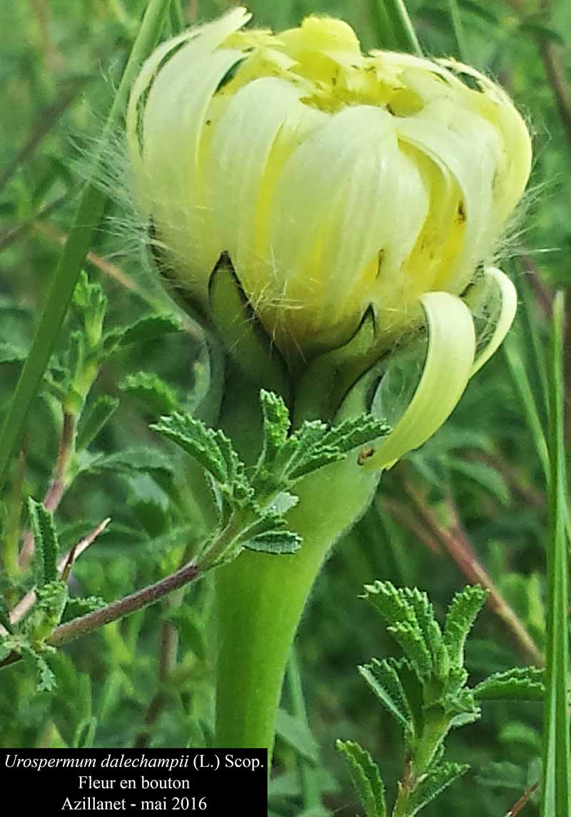 Urospermum dalechampii (L.) Scop., 1795 #45639