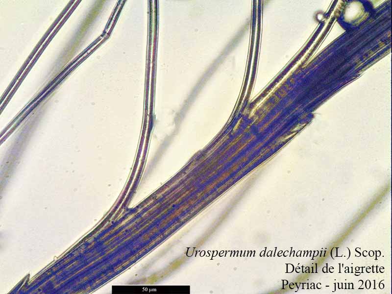 Urospermum dalechampii (L.) Scop., 1795 #45654