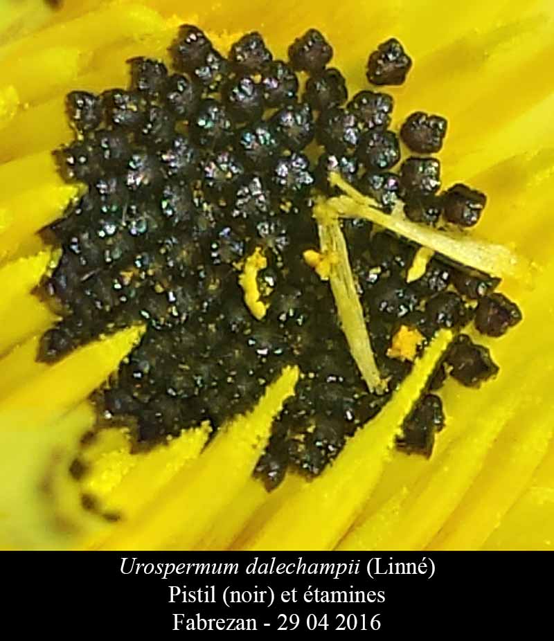 Urospermum dalechampii (L.) Scop., 1795 #45641