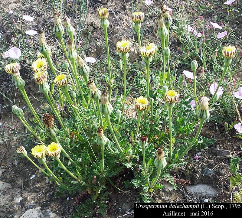 Urospermum dalechampii (L.) Scop., 1795 #45636