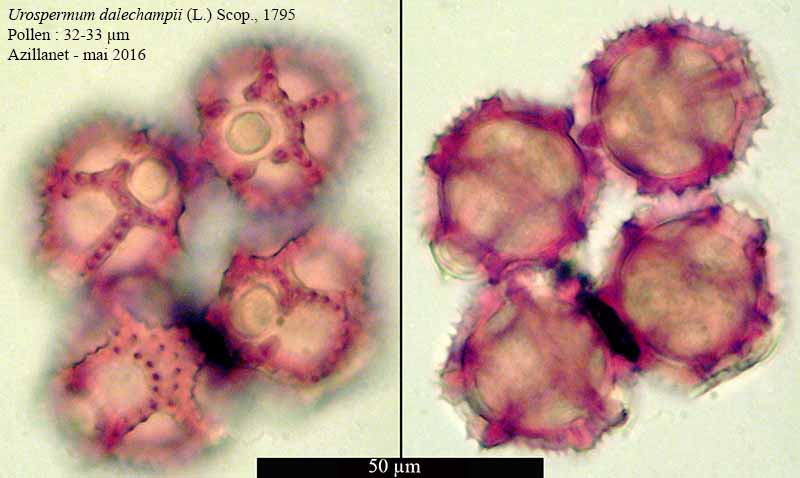 Urospermum dalechampii (L.) Scop., 1795 #45644