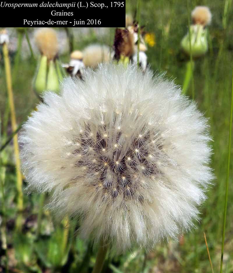 Urospermum dalechampii (L.) Scop., 1795 #45651