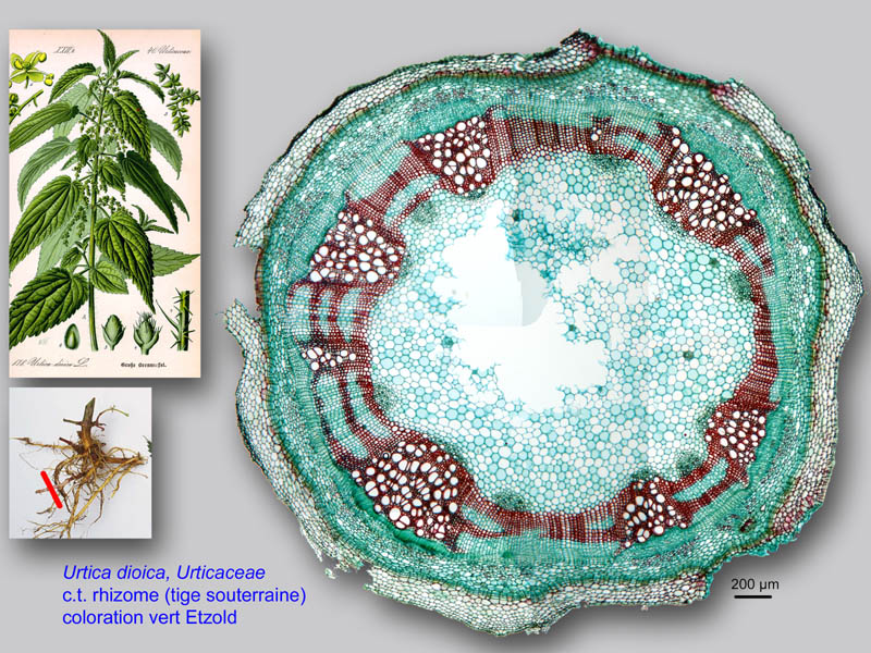 Urtica dioica, histologie, histology. #23858