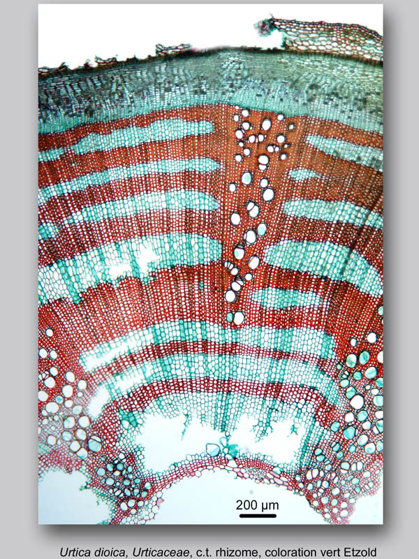 Urtica dioica, histologie, histology. #23860