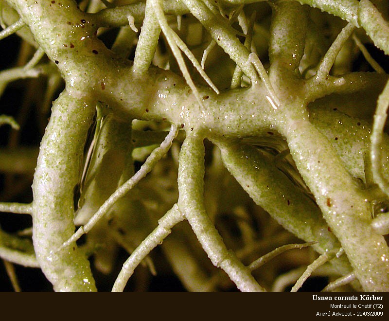 Usnea cornuta Körber #10495
