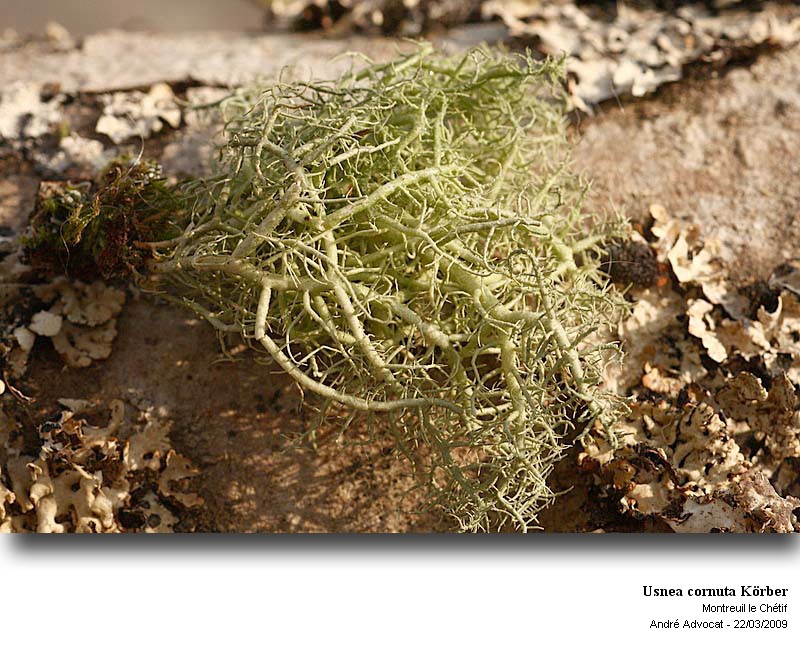 Usnea cornuta Körber #10494