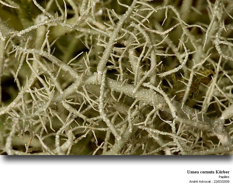 Usnea cornuta Körber #10496