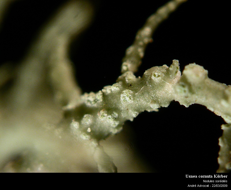 Usnea cornuta Körber #10497
