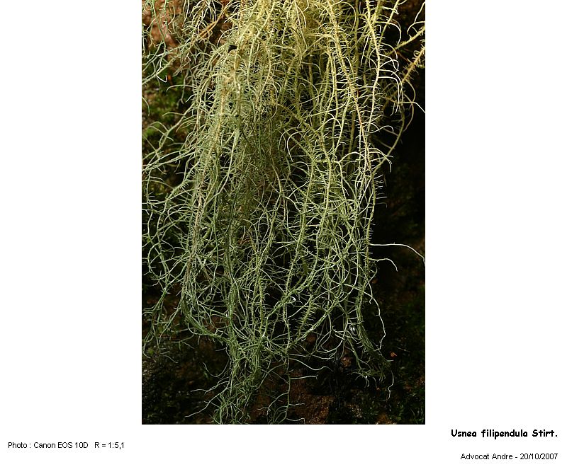 Usnea filipendula Stirton #497