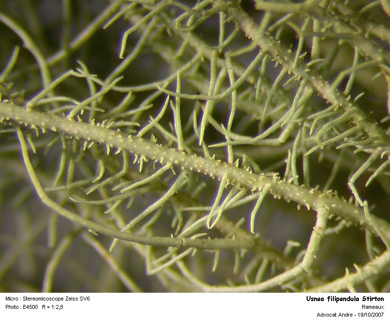 Usnea filipendula Stirton #499