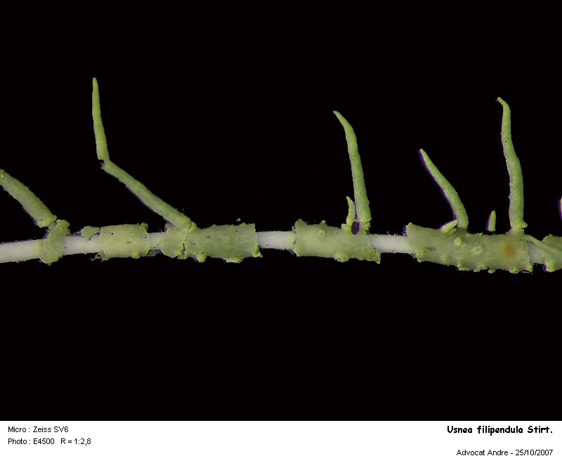 Usnea filipendula Stirton #500