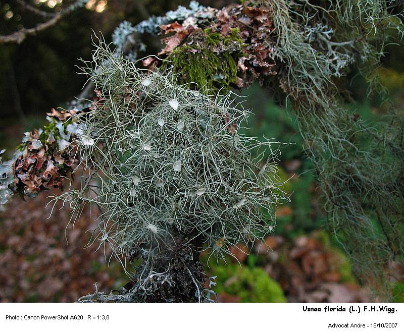 Usnea florida (L.) F.H.Wigg. #365