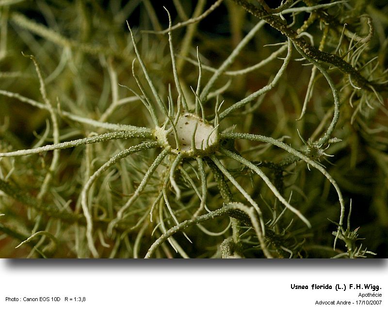 Usnea florida (L.) F.H.Wigg. #369