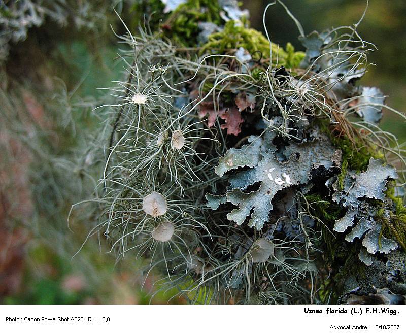 Usnea florida (L.) F.H.Wigg. #366