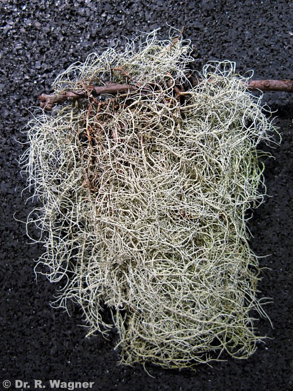 Usnea fulvoreagens #15342