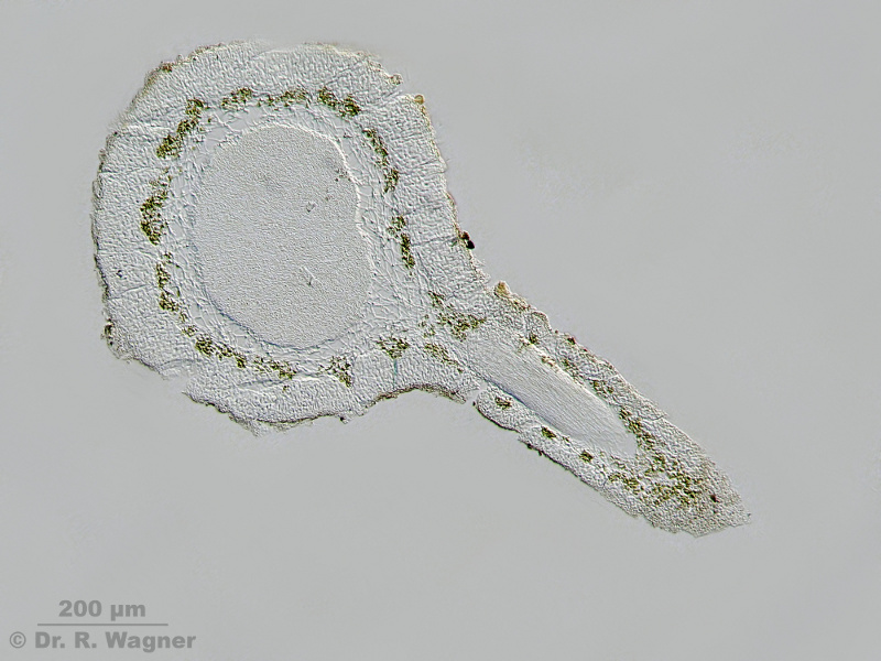 Usnea fulvoreagens #15346