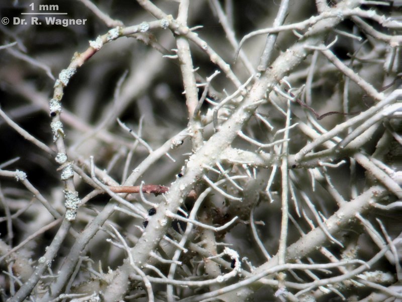 Usnea fulvoreagens #15343