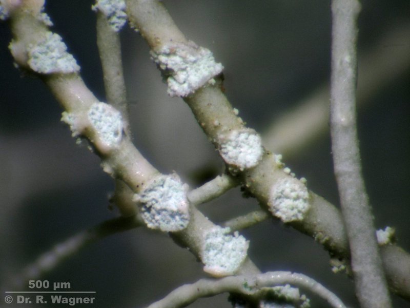Usnea fulvoreagens #15344