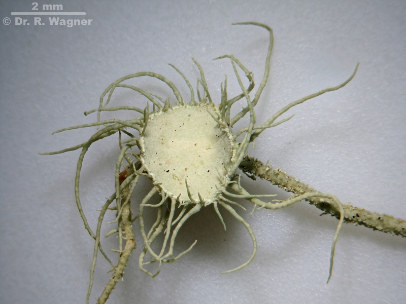 Usnea intermedia (füher U. rigida) #14932