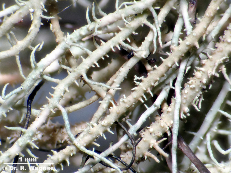 Usnea intermedia (füher U. rigida) #14931