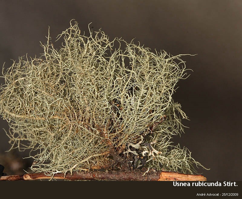 Usnea rubicunda Stirt. #13935
