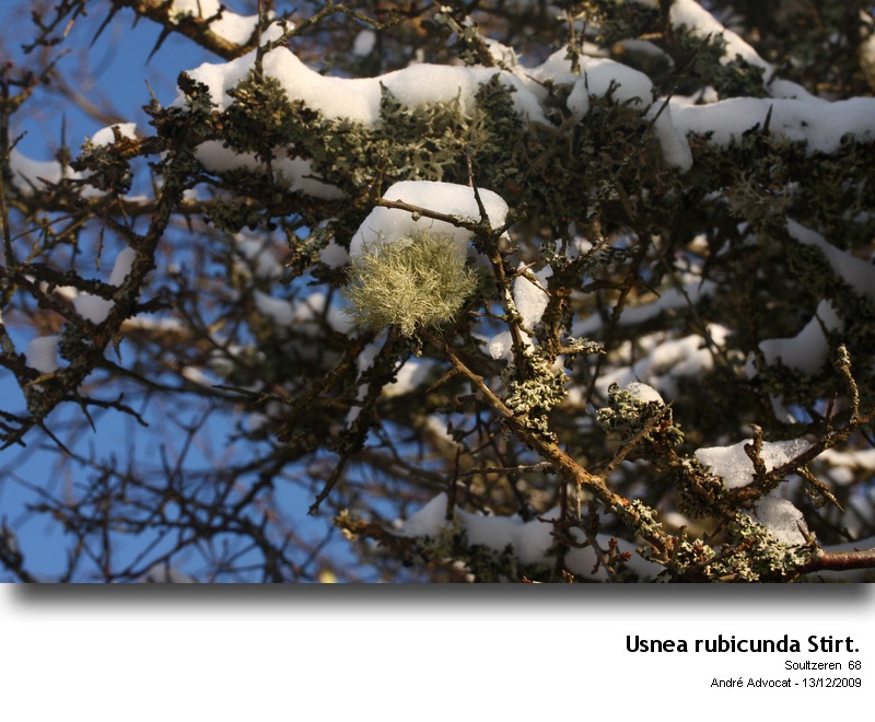 Usnea rubicunda Stirt. #13934