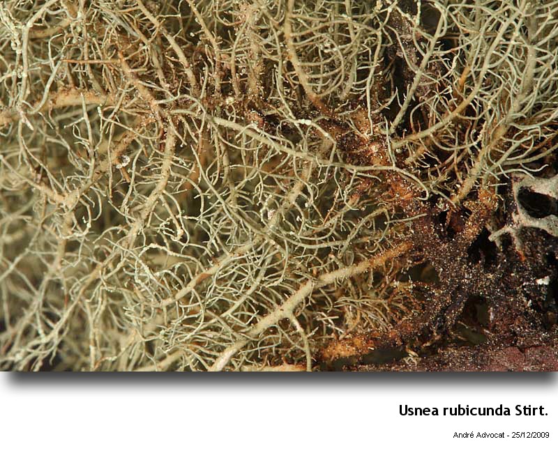 Usnea rubicunda Stirt. #13936