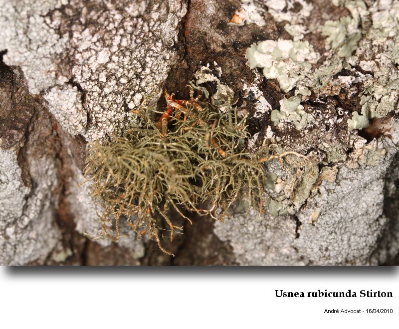 Usnea rubicunda Stirt. #23964