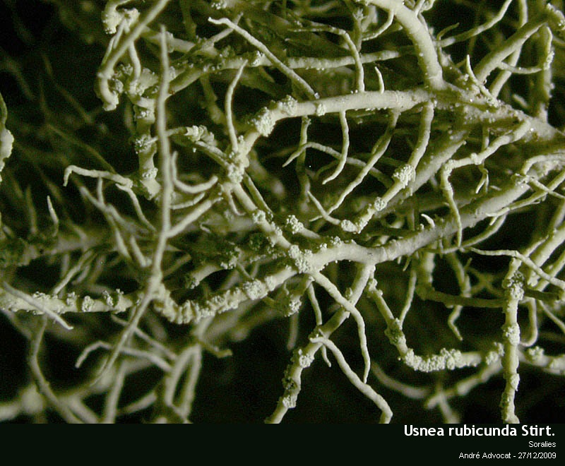 Usnea rubicunda Stirt. #13938