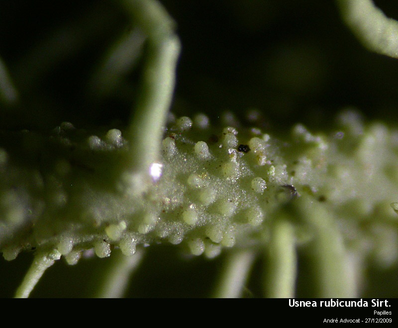 Usnea rubicunda Stirt. #13937