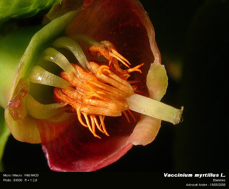 Vaccinium myrtillus L.(La myrtille) #4101