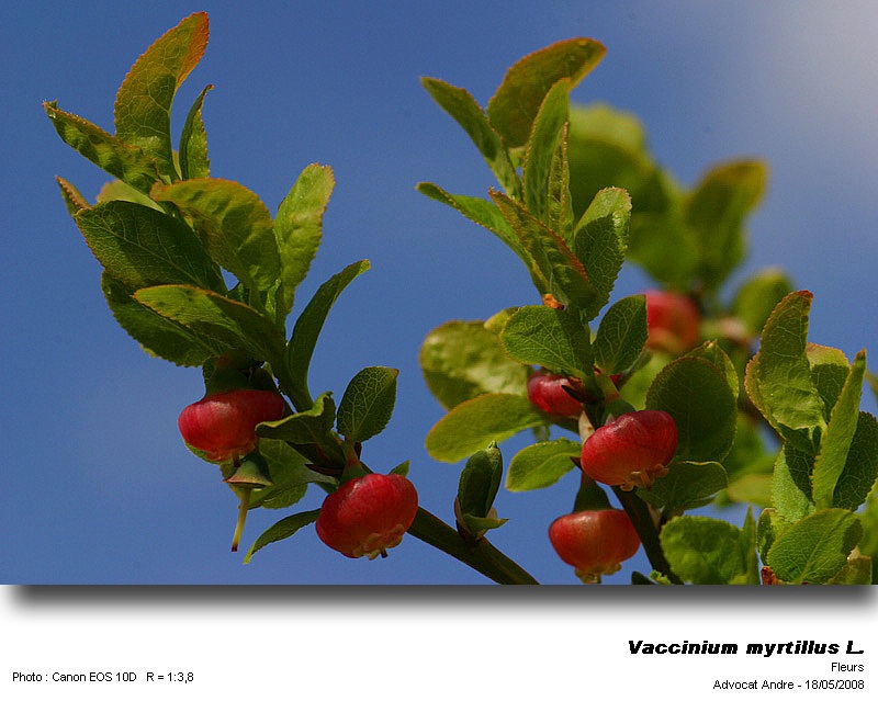 Vaccinium myrtillus L.(La myrtille) #4100