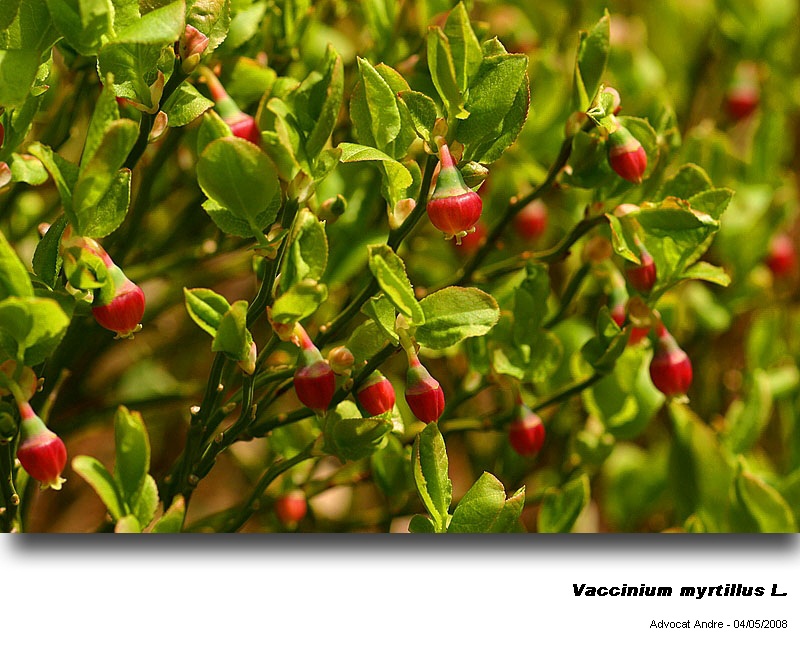 Vaccinium myrtillus L.(La myrtille) #4099