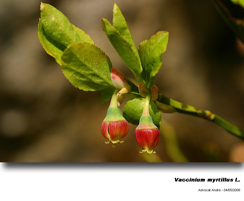 Vaccinium myrtilus L. (La myrtille) #3651