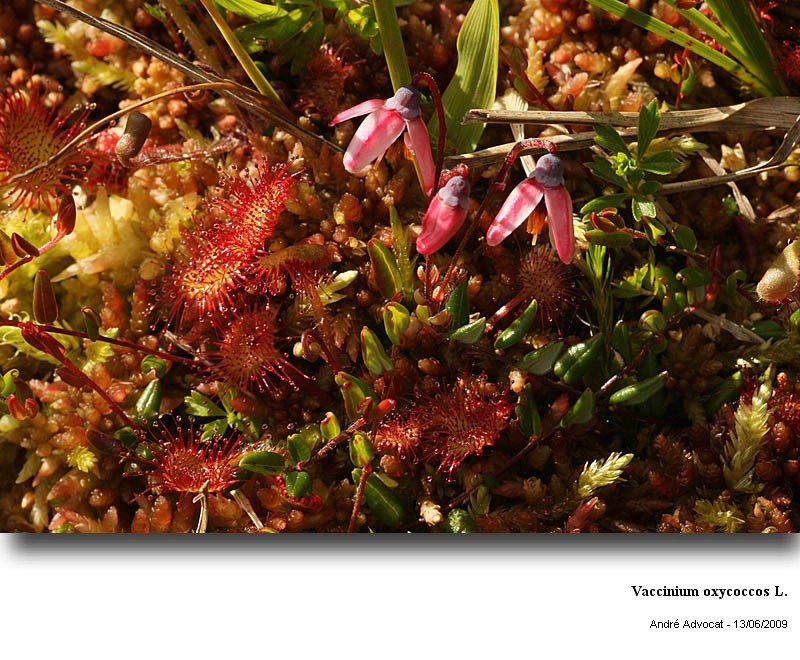 Vaccinium oxycoccos L. (canneberge) #11163