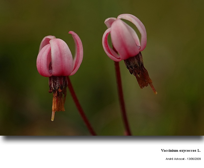 Vaccinium oxycoccos L. (canneberge) #11162