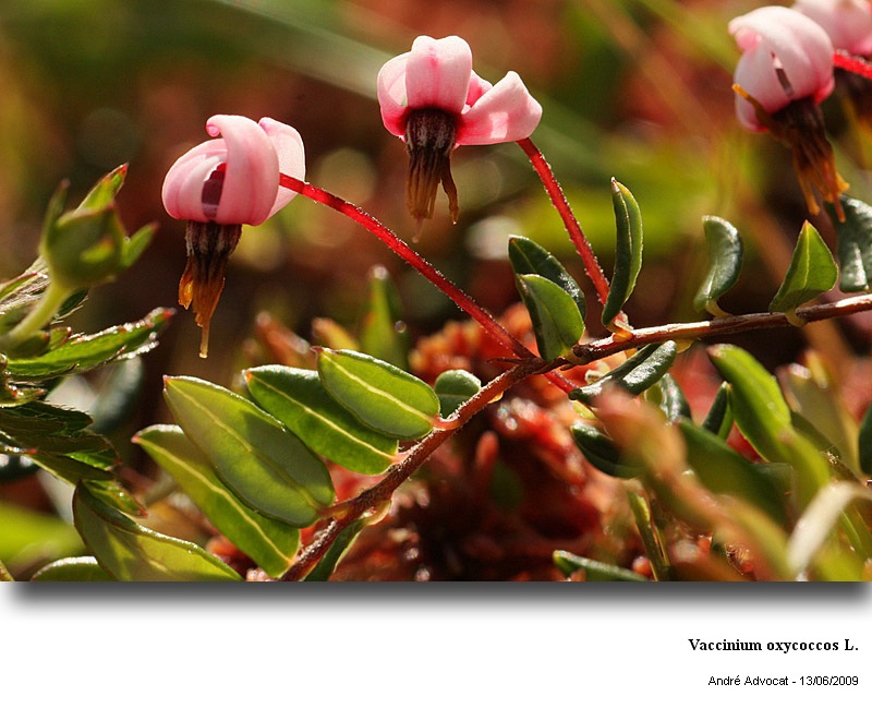 Vaccinium oxycoccos L. (canneberge) #11160