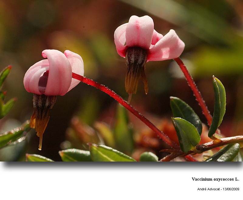 Vaccinium oxycoccos L. (canneberge) #11161