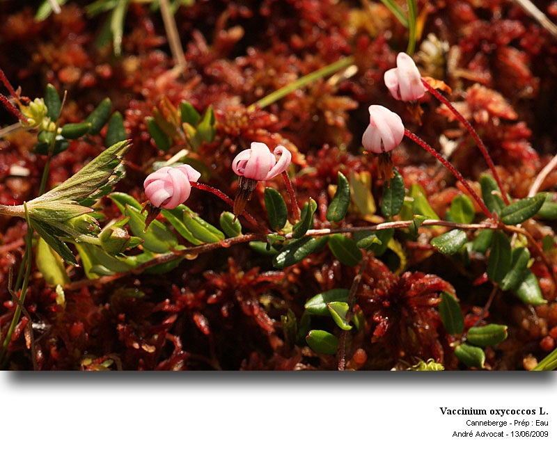 Vaccinium oxycoccos L. (canneberge) #11159