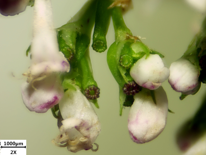 Valeriana officinalis L., 1753 - Valériane officinale #71344
