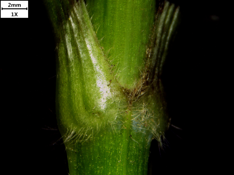 Valeriana officinalis L., 1753 - Valériane officinale #71331