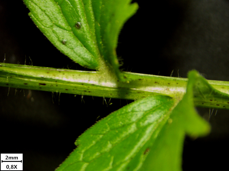 Valeriana officinalis L., 1753 - Valériane officinale #71332
