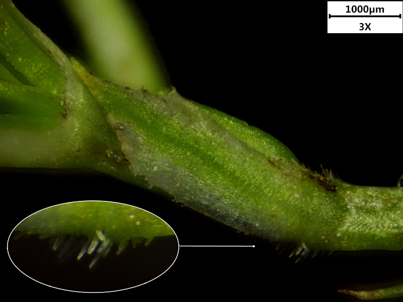 Valeriana officinalis L., 1753 - Valériane officinale #71345