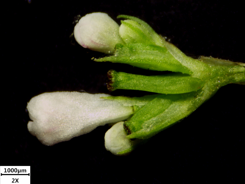 Valeriana officinalis L., 1753 - Valériane officinale #71353