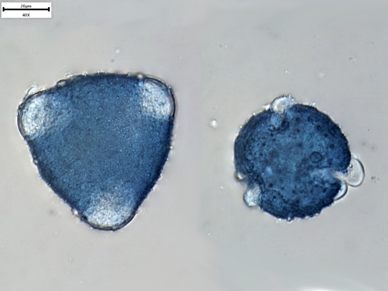Valeriana officinalis L., 1753 - Pollen #71357